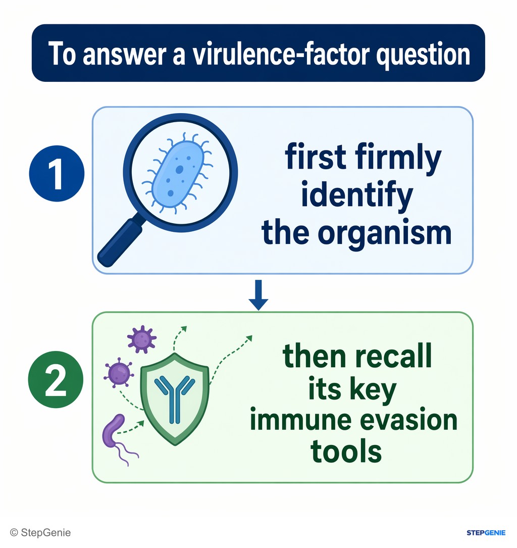 Reasoning step 3: To answer a virulence-factor question, first firmly identify the organism, then recall its key immune evasion tools.