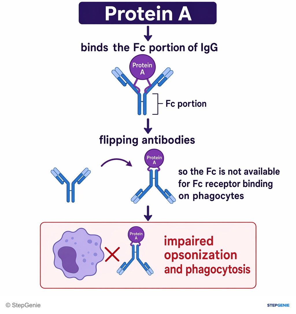 Reasoning step 5: Protein A binds the Fc portion of IgG, flipping antibodies so the Fc is not available for Fc receptor binding on phagocytes → impaired opsonization…