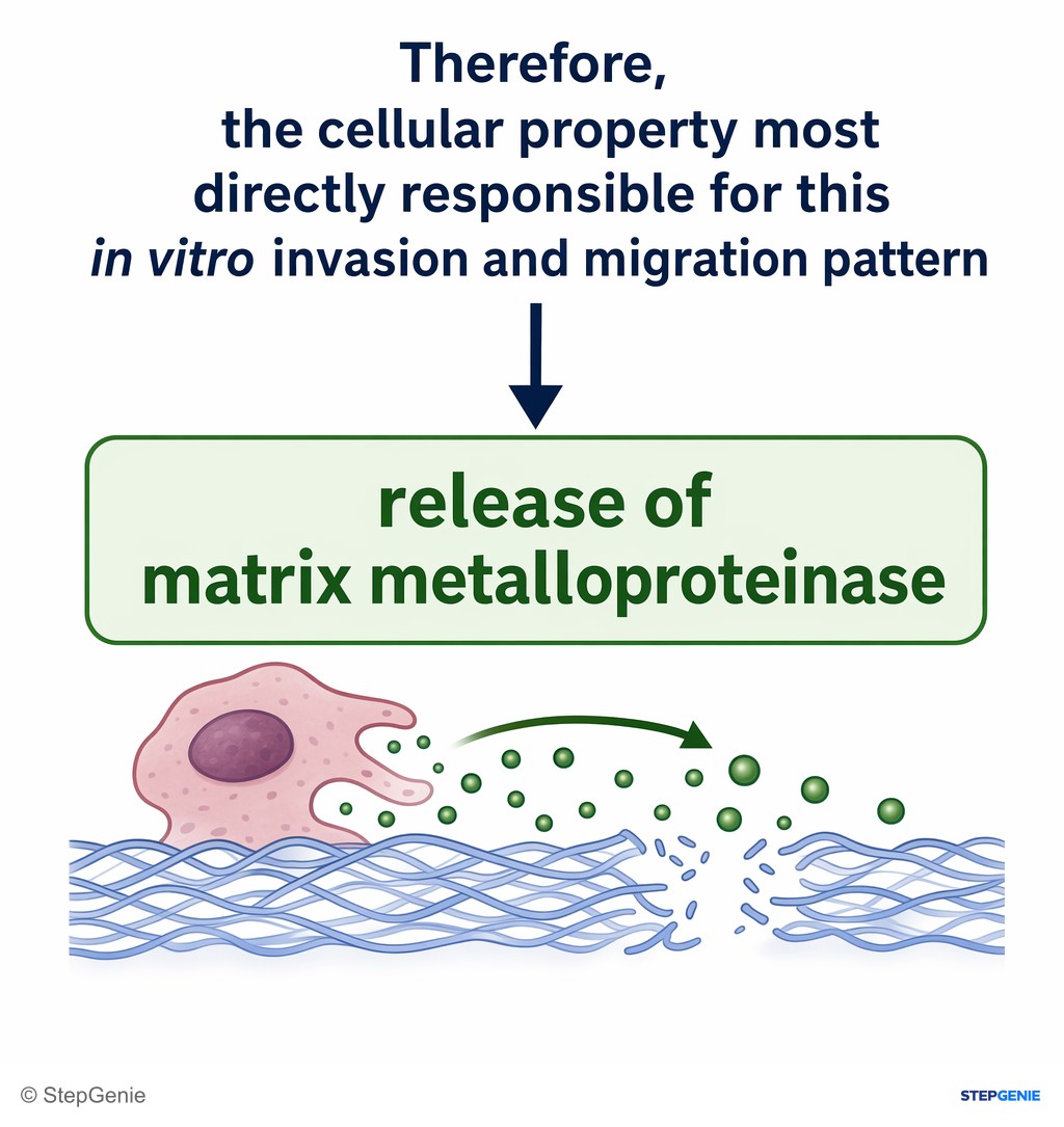 Reasoning step 5: Therefore, the cellular property most directly responsible for this in vitro invasion and migration pattern is release of matrix metalloproteinase.