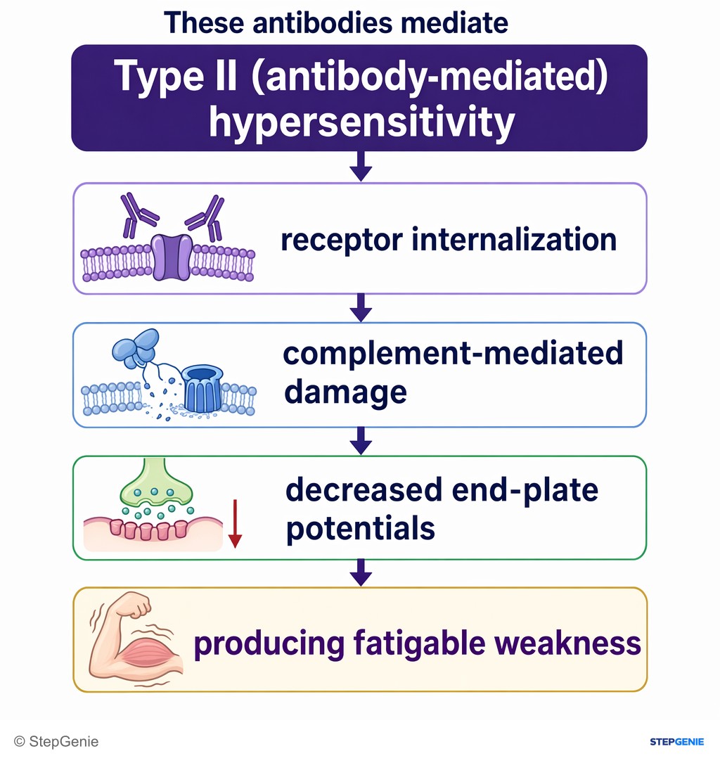Reasoning step 5: These antibodies mediate Type II (antibody-mediated) hypersensitivity, leading to receptor internalization, complement-mediated damage, and…