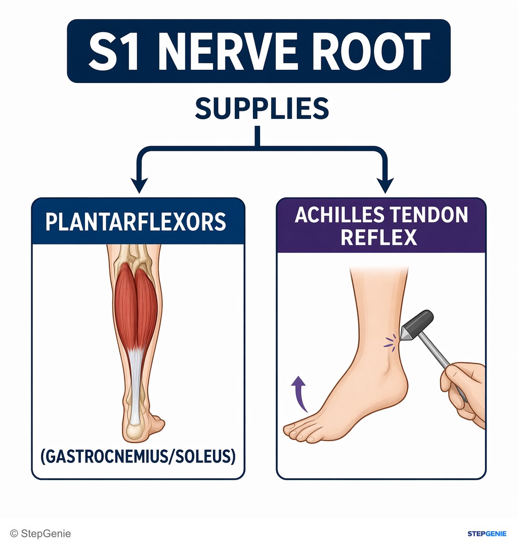 Reasoning step 3: S1 nerve root supplies plantarflexors (gastrocnemius/soleus) and mediates the Achilles tendon reflex.