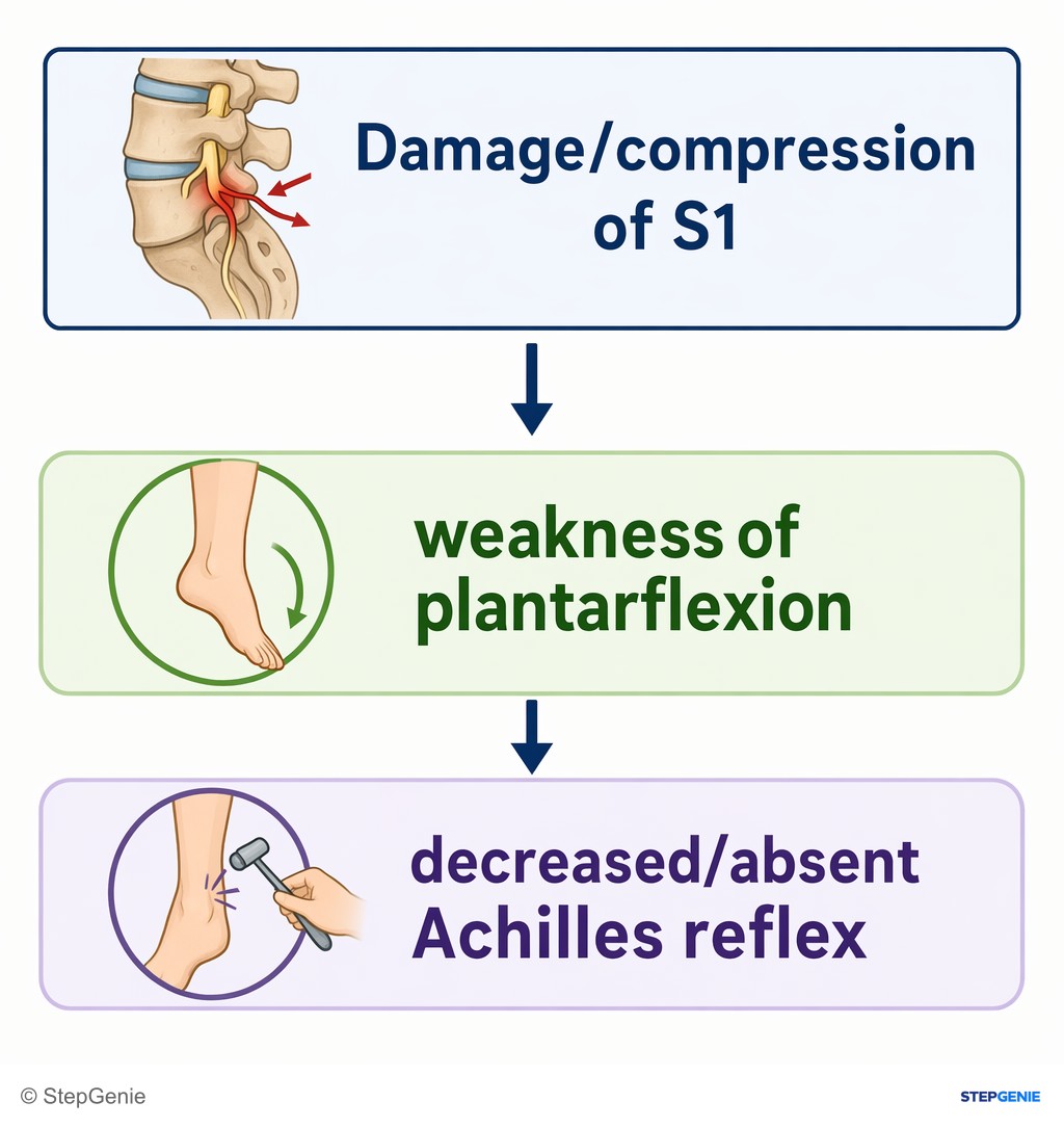 Reasoning step 4: Damage/compression of S1 → weakness of plantarflexion and decreased/absent Achilles reflex.