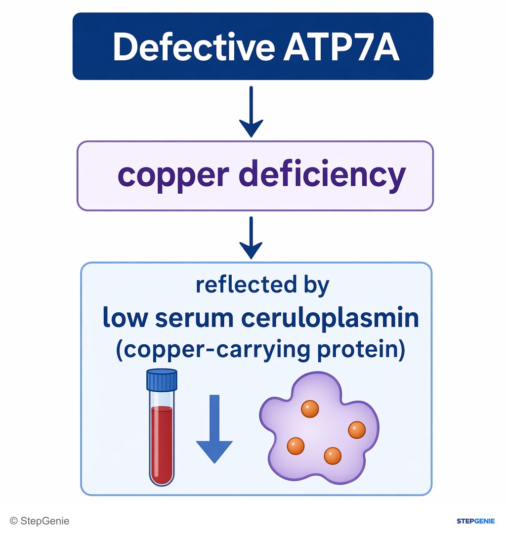 Reasoning step 3: Defective ATP7A leads to copper deficiency, reflected by low serum ceruloplasmin (copper-carrying protein).