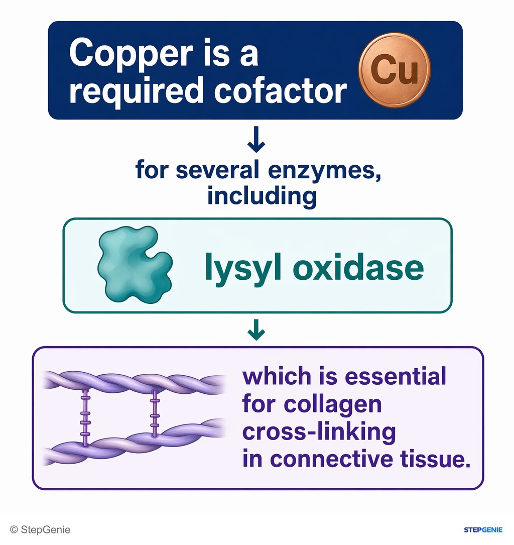 Reasoning step 4: Copper is a required cofactor for several enzymes, including lysyl oxidase, which is essential for collagen cross-linking in connective tissue.