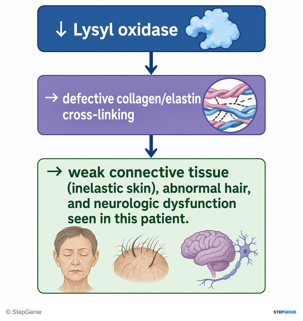 Reasoning step 5: ↓ Lysyl oxidase → defective collagen/elastin cross-linking → weak connective tissue (inelastic skin), abnormal hair, and neurologic dysfunction seen…