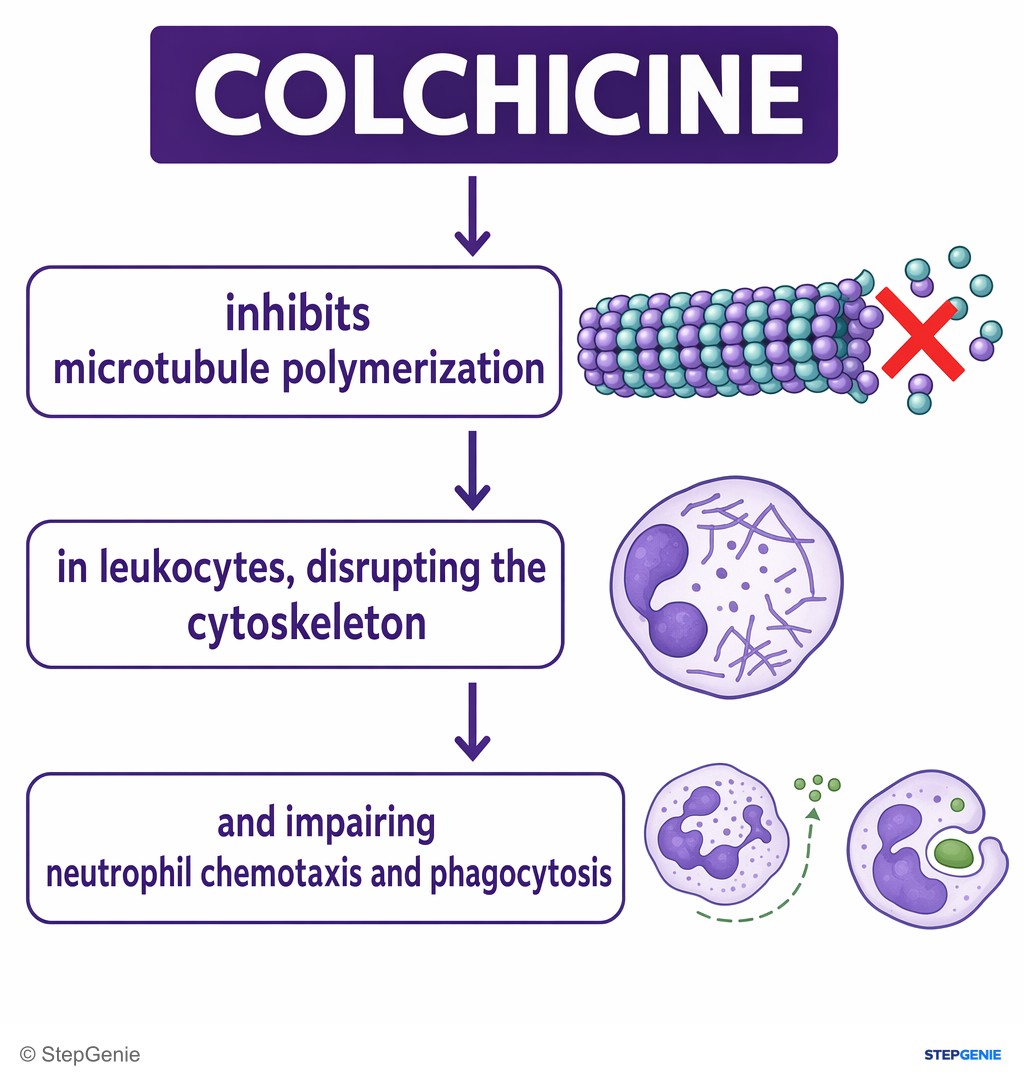 Reasoning step 5: Colchicine inhibits microtubule polymerization in leukocytes, disrupting the cytoskeleton and impairing neutrophil chemotaxis and phagocytosis.