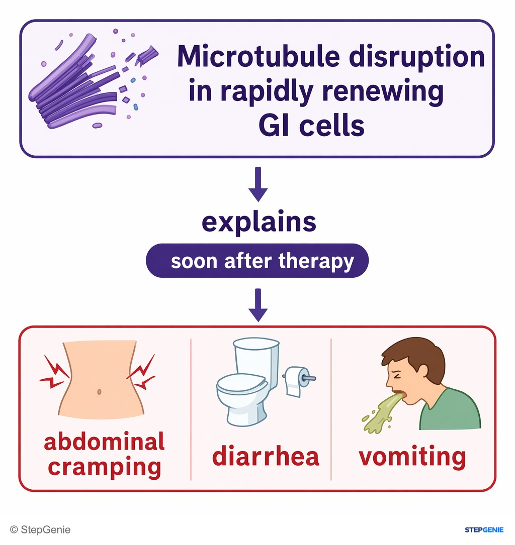 Reasoning step 6: Microtubule disruption in rapidly renewing GI cells explains the abdominal cramping, diarrhea, and vomiting soon after therapy.