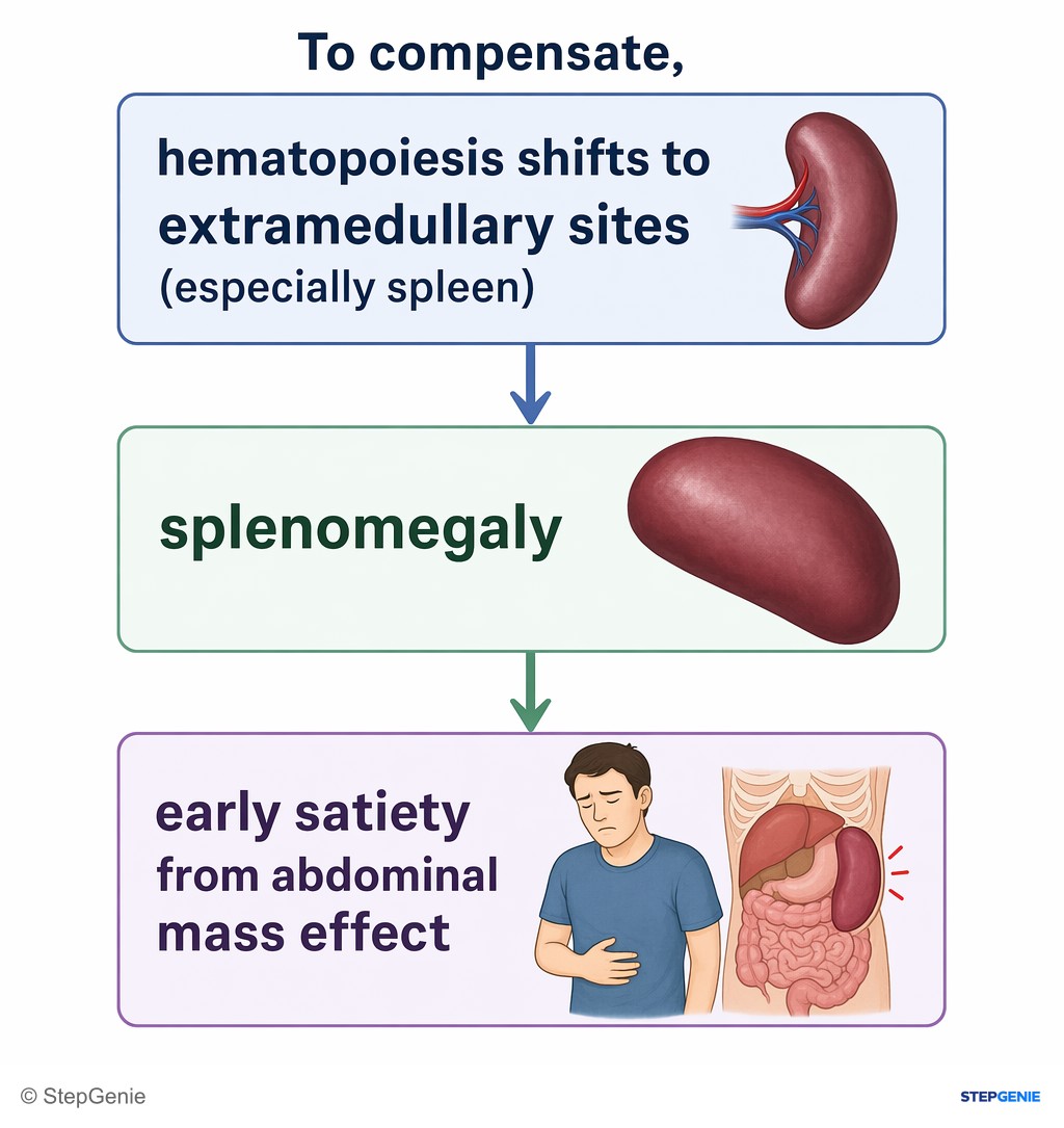 Reasoning step 5: To compensate, hematopoiesis shifts to extramedullary sites (especially spleen) → splenomegaly and early satiety from abdominal mass effect.