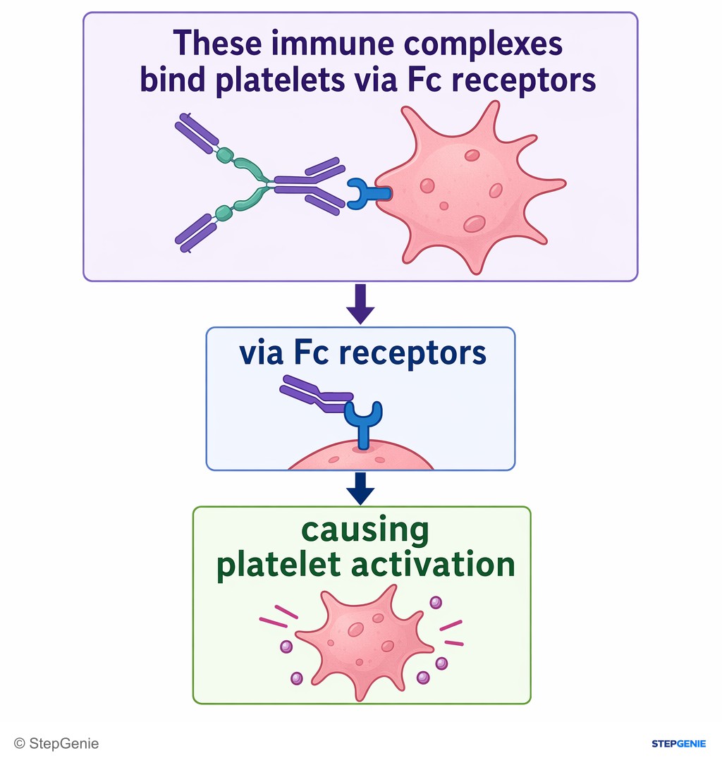 Reasoning step 3: These immune complexes bind platelets via Fc receptors, causing platelet activation rather than simple destruction.
