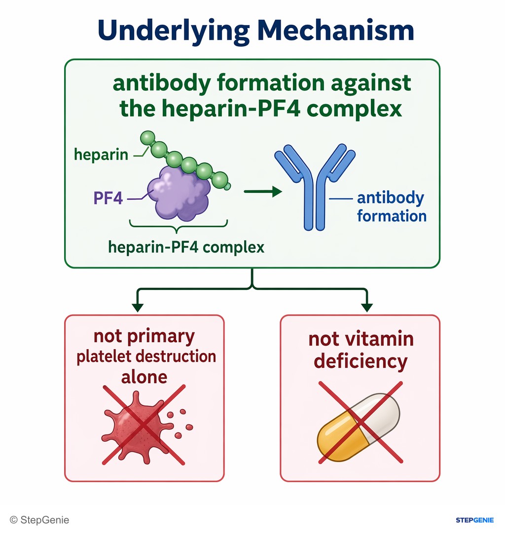 Reasoning step 6: Thus the underlying mechanism is antibody formation against the heparin-PF4 complex, not primary platelet destruction alone or vitamin deficiency.