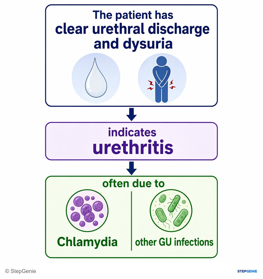 Reasoning step 1: The patient has clear urethral discharge and dysuria → indicates urethritis, often due to Chlamydia or other GU infections.
