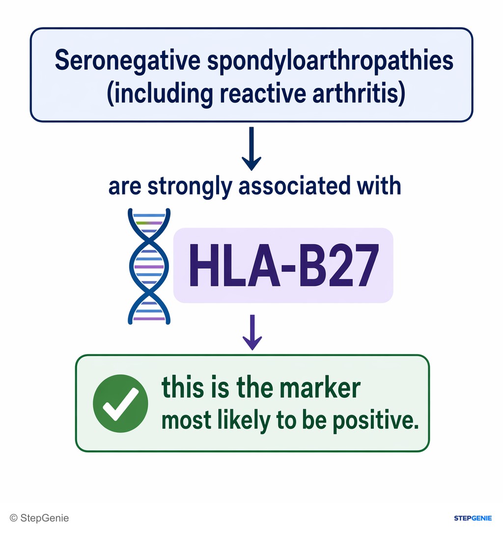 Reasoning step 5: Seronegative spondyloarthropathies (including reactive arthritis) are strongly associated with HLA-B27 → this is the marker most likely to be…