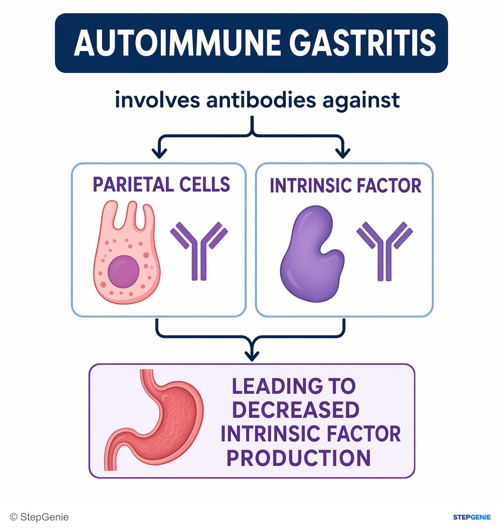 Reasoning step 4: Autoimmune gastritis involves antibodies against parietal cells and intrinsic factor, leading to decreased intrinsic factor production.