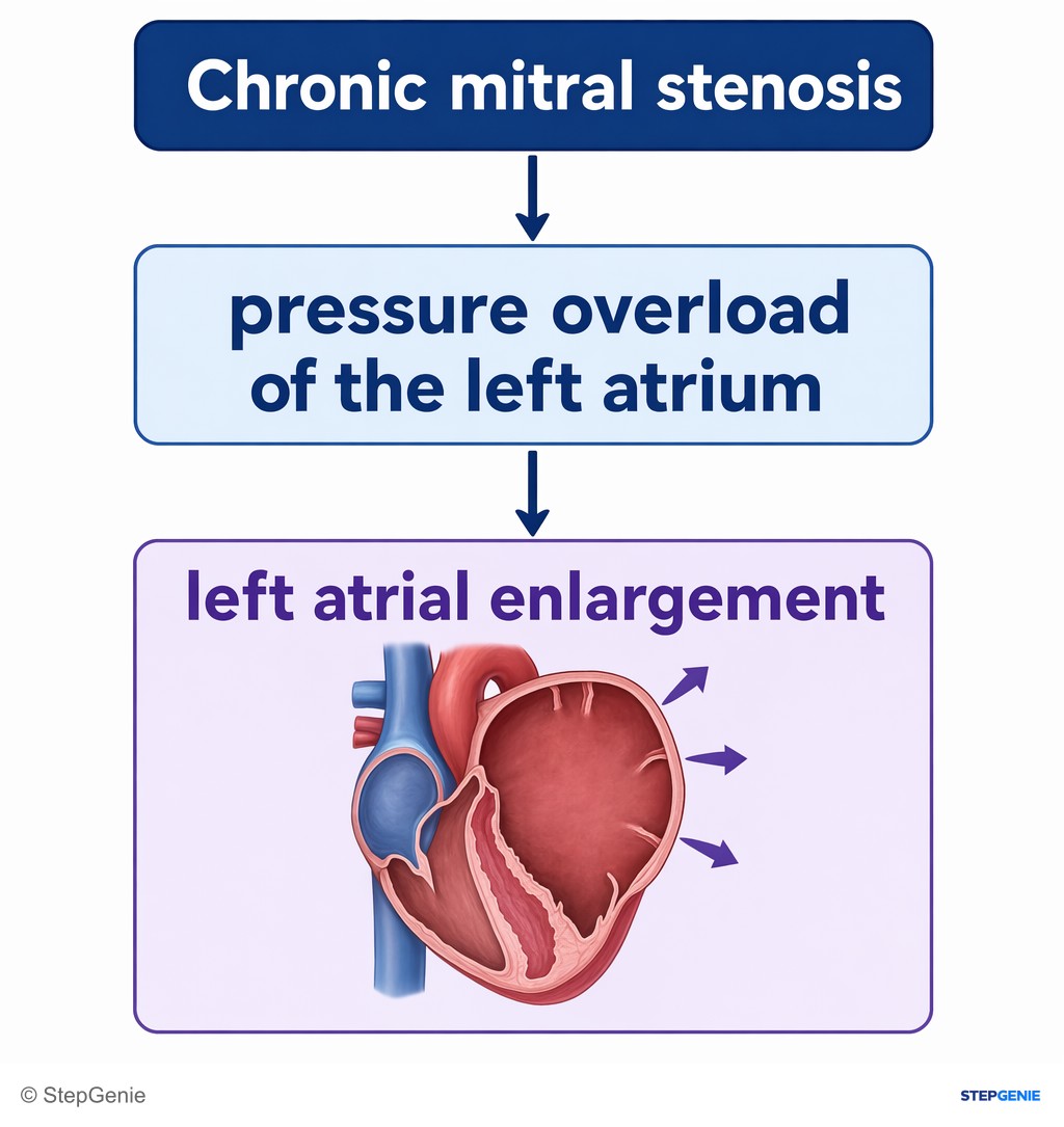 Reasoning step 2: Chronic mitral stenosis causes pressure overload of the left atrium, leading to left atrial enlargement.