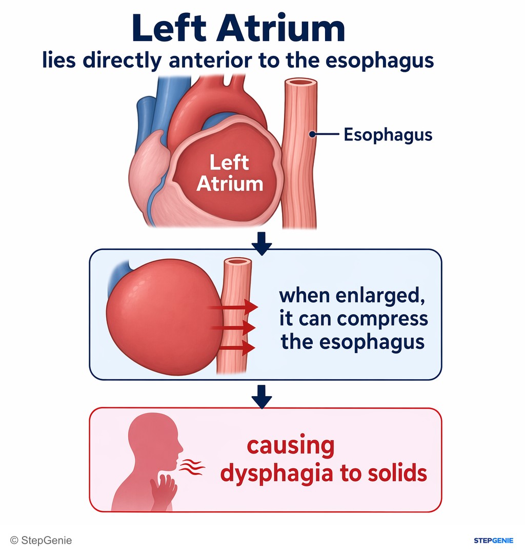 Reasoning step 3: The left atrium lies directly anterior to the esophagus; when enlarged, it can compress the esophagus, causing dysphagia to solids.