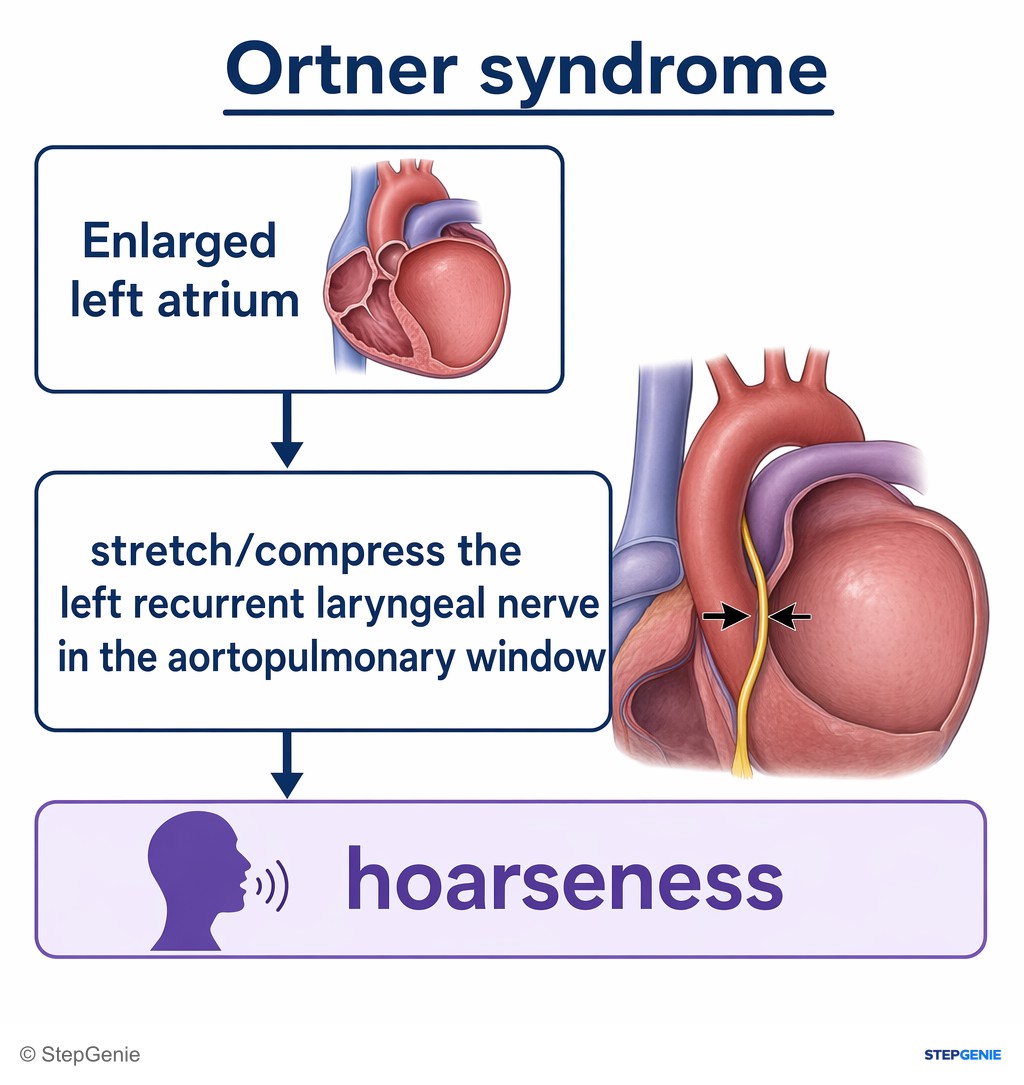 Reasoning step 4: The enlarged left atrium can also stretch/compress the left recurrent laryngeal nerve in the aortopulmonary window, causing hoarseness (Ortner…