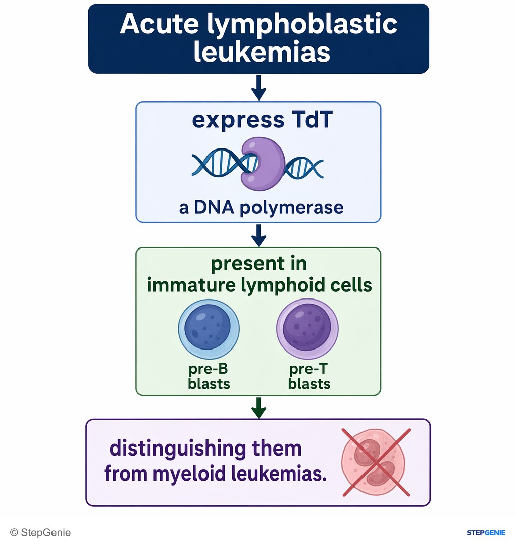 Reasoning step 4: Acute lymphoblastic leukemias express TdT, a DNA polymerase present in immature lymphoid cells (pre-B and pre-T blasts), distinguishing them from…