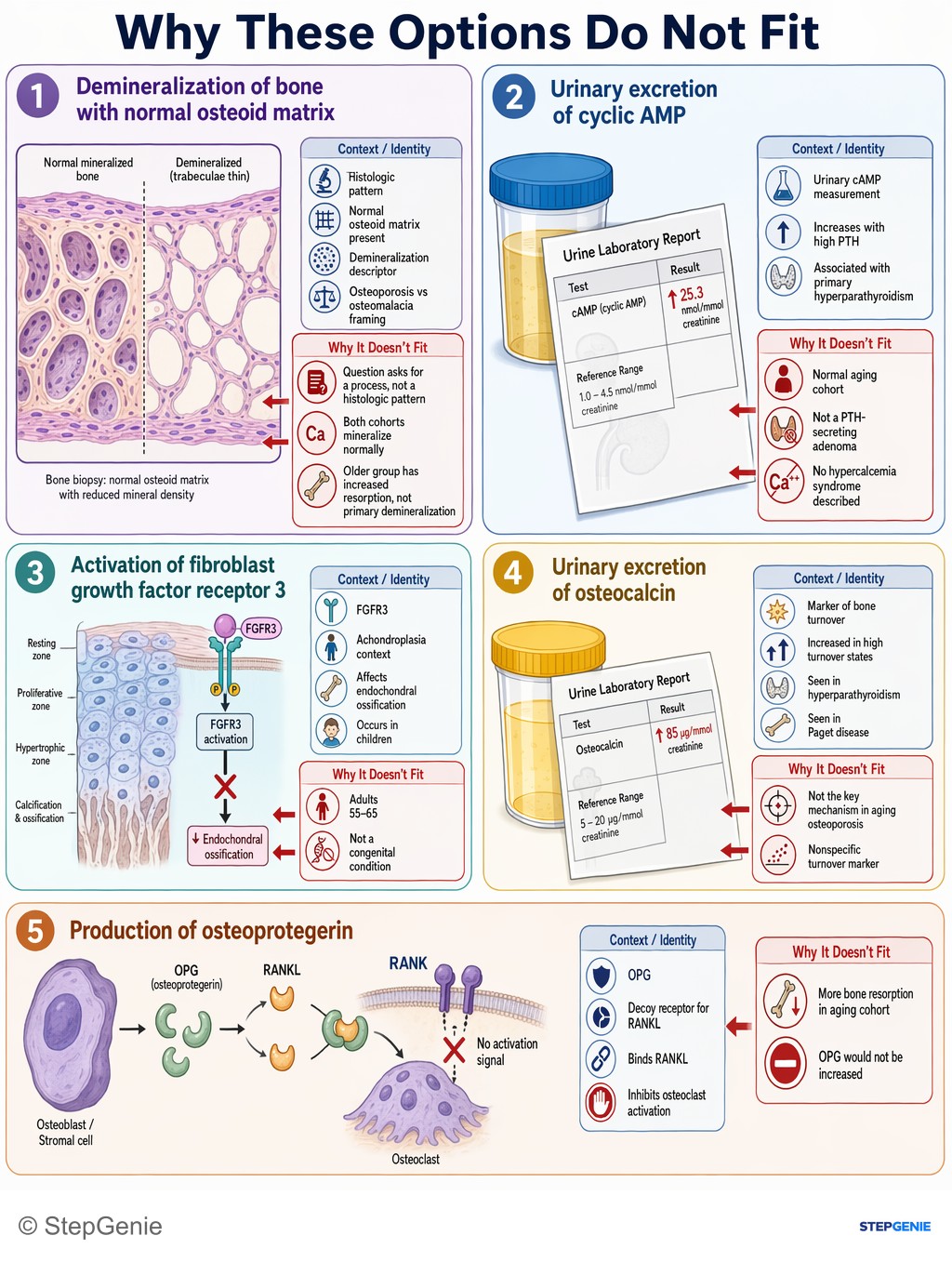Why the other options are wrong: Postmenopausal osteoporosis from estrogen loss → ↑ RANKL expression → ↑ osteoclast activity → bone resorption with normal labs…