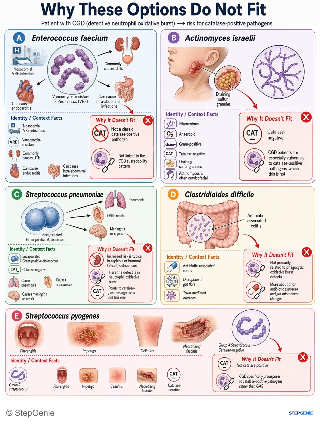 Why the other options are wrong: Chronic granulomatous disease (defective NADPH oxidase, impaired oxidative burst) → recurrent catalase-positive organism…