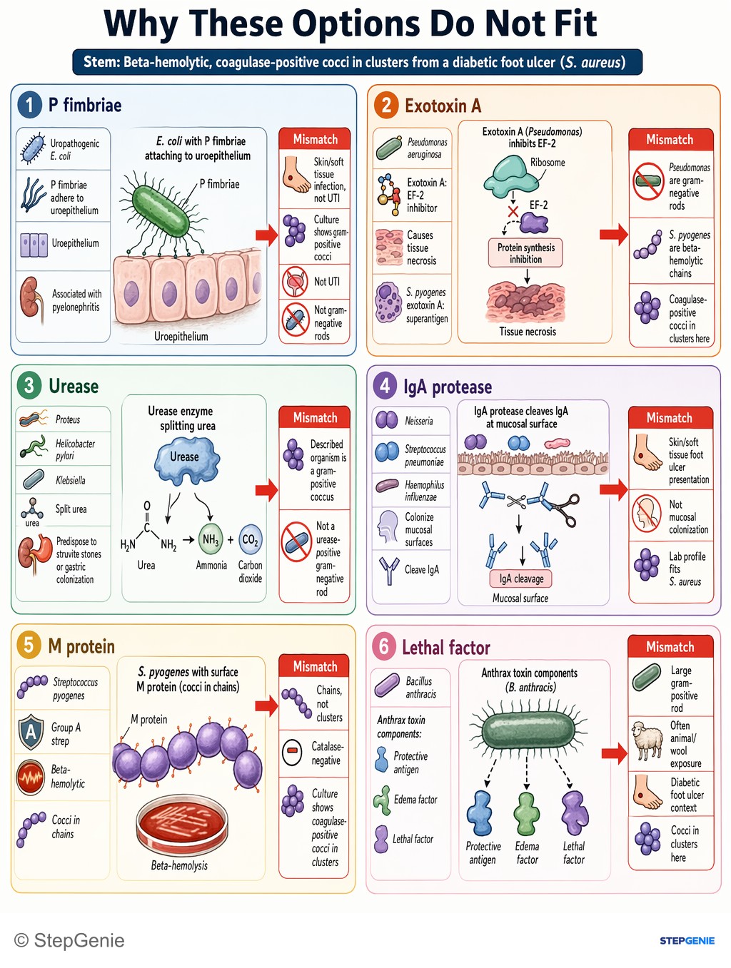 Why the other options are wrong: Staphylococcus aureus (beta-hemolytic, coagulase-positive cocci in clusters) expresses Protein A, which binds Fc of IgG and…
