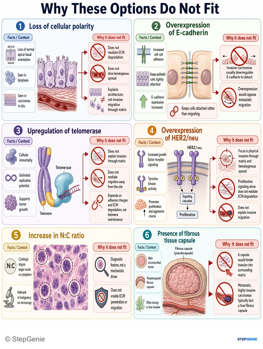 Why the other options are wrong: Metastatic carcinoma cells invade and spread by releasing matrix metalloproteinases, degrading basement membrane/extracellular…
