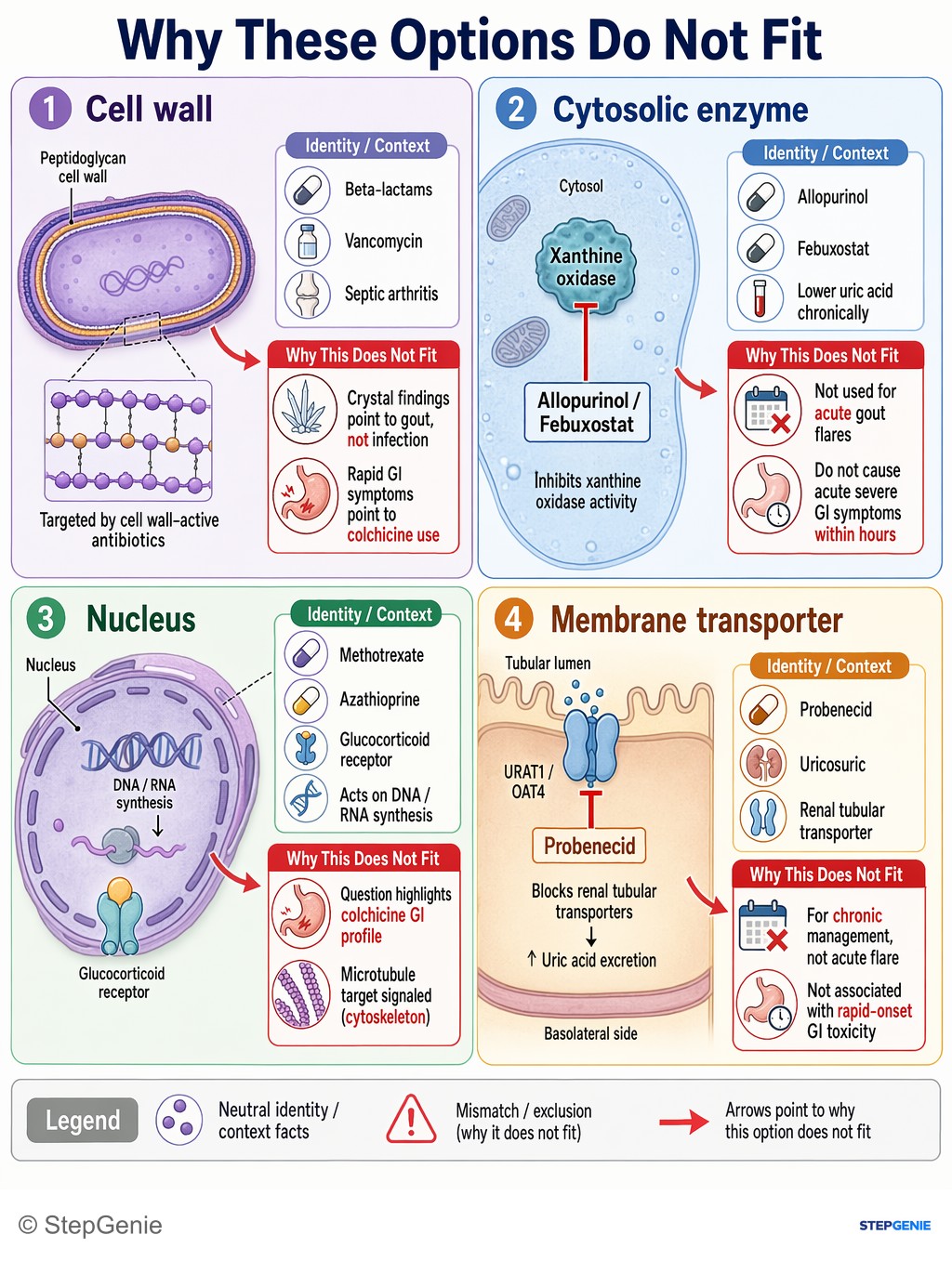 Why the other options are wrong: Acute gout treated with colchicine, which inhibits microtubule polymerization in the cytoskeleton, causing GI side effects…