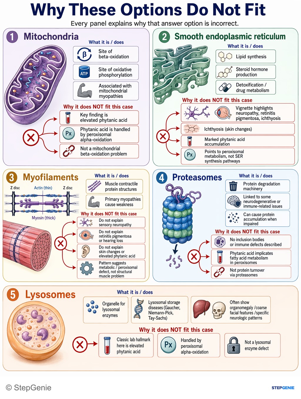 Why the other options are wrong: Refsum disease from defective peroxisomal alpha-oxidation → phytanic acid accumulation → neuropathy, ataxia, retinitis…