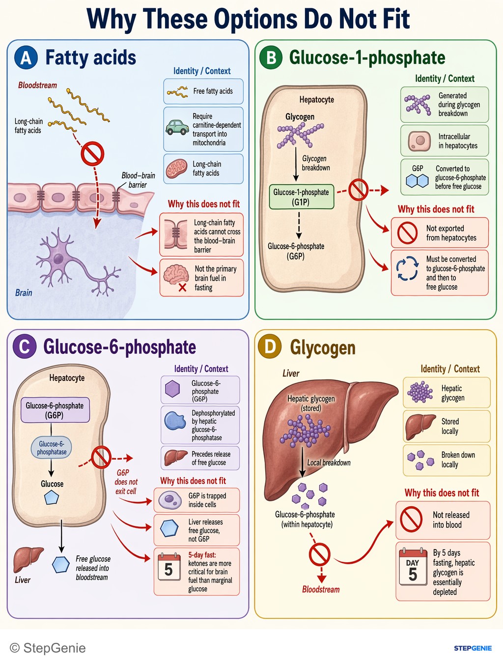 Why the other options are wrong: Prolonged fasting depletes hepatic glycogen; liver oxidizes fatty acids to ketone bodies (β-hydroxybutyrate, acetoacetate),…